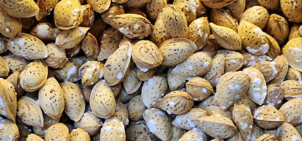 قیمت خرید بادام منقا ایرانی با فروش عمده